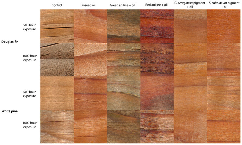 Samples of white pine and Douglas fir with four different treatments after a weathering